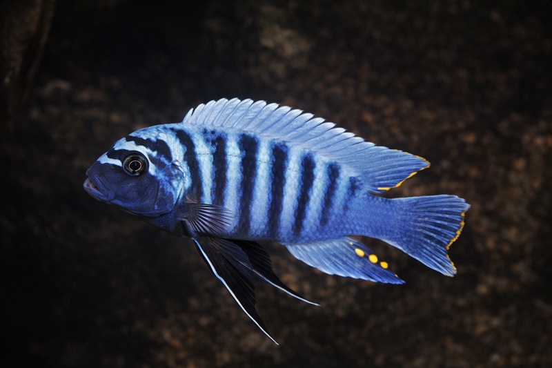 Maylandia zebra 'Nkhungu Point'